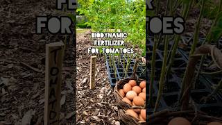 Biodynamic Fertilizer for Tomatoes biodynamic youtubeshorts planting gardeningtomatofertilizer [upl. by Loren]