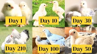 Gallinas Brahma Chicken Growth Time Lapse from Chick Growth Day by Day to Brahma Murgi and Rooster [upl. by Ikila]