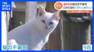 「パタンと倒れた」猫9匹が相次ぎ不審死…口から泡も｜TBS NEWS DIG [upl. by Ittam]