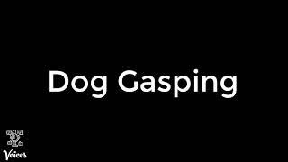 Dog Gasping [upl. by Essila]