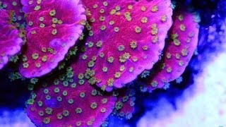 Fragging a Tyree Setting Sun Montipora Capricornis with Coral Shears [upl. by Adnoloy932]