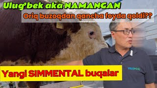 Ulugbek akaning yangi SIMMENTALlari tarozida idealagrar simmental cow feed usbekistan [upl. by Kirimia]