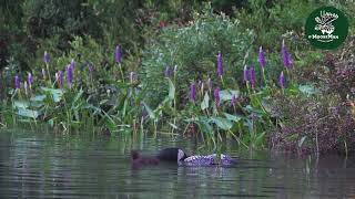 Loon Vocalizations  MooseMan Nature Photos Video [upl. by Ardried458]