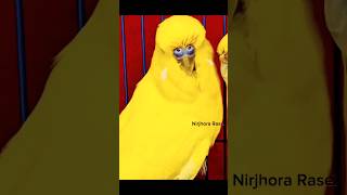 Pure Lotinoviralvideo birds viralshort birds parrot [upl. by Wicks]