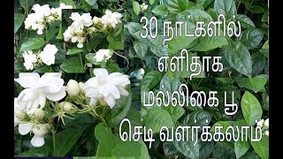 மல்லிகை பூ செடி வளர்ப்பது எப்படி malligai poo chedi valarpu malligai poo sedi pathiyam [upl. by Refinnej]