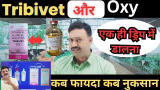 Tribivet और Oxy एक ही ड्रिप में कब करते है नुकसान Tribivet with oxytetracycline Injection veterinary [upl. by Euqinor37]