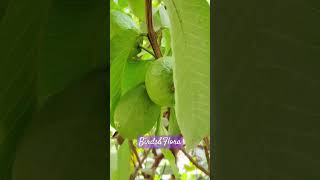 Common guava  indoor plants  houseplants  nature trending plants shorts ytshorts aesthetic [upl. by Bearce]