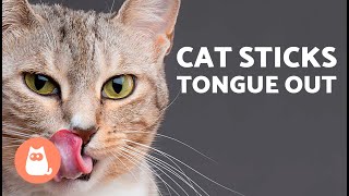 My CAT Keeps STICKING OUT Their TONGUE🐱👅 6 Reasons Why [upl. by Corwin160]