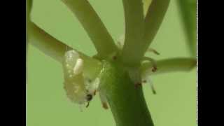 Tachinidae  Aplomya confinis parasitizing Polyommatus icarus [upl. by Luzader]