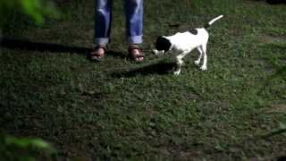 English Pointer Training  Yard work  Wing on string method [upl. by Colwen]