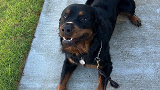 Meet a Rottweiler named Bear 🐻 [upl. by Afnin]