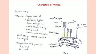 Mucor Classification structure and reproduction [upl. by Lekcim300]