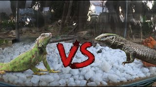 Lizard Vs Iguana✅ [upl. by Karel]