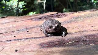 Strawberry Rain frog of Cape Shortheaded Frog [upl. by Esiuqcaj]