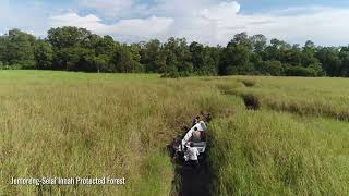 Little Savanna of SarawakJemorengSelai Innah Protected Forest [upl. by Aihsena95]