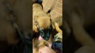 Baby Belgian Malinois attack amor puppy belgianmalinoisdog usa belgianmalinois nature [upl. by Thomasine219]