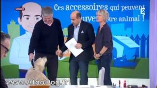 Harnais Sécurité auto chien  France 2 12022014 [upl. by Leffert941]