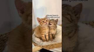 Clementine 🍊 squishing Fuji 🍎 cat kitten fosterkitten babykittens meows orangecat tabby [upl. by Huxley]