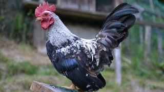 From Serama Chicks to Rooster and Hen  Timelapse Chicken Growth [upl. by Pudens471]