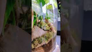 Come checkout our latest Terrariums [upl. by Aicirtap]