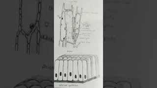 PhloemColumnar Epithelium drawing shorts [upl. by Naghem944]