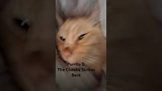 Purrito 5 The Chonka Strikes Back [upl. by Adnorrehs701]