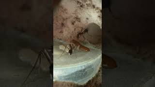 Long Legged Ants and Larvae Eating a Mealworm [upl. by Nytsuj209]