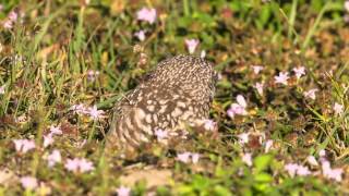 Burrowing Owl Calling [upl. by Donahue]