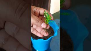 marigold flower plant cutting grow at home gardenflowerplants video [upl. by Red]