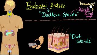 Endocrine system major hormones amp functions  Control amp Coordination  Biology  Khan Academy [upl. by Novihs]