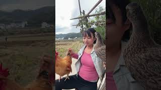 A big rooster that can understand human languageThe big rooster is afraid of the wild duck but [upl. by Adara]