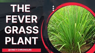 Lemongrass Plant  20 Uses Of Fever Grass Vincychroniclesofficial [upl. by Everest]