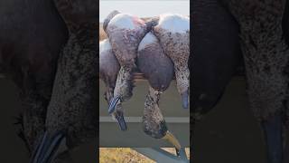 Day two from the Sandhills reels youtubeshorts shorts duckseason duckhunting waterfowlhunting [upl. by Blatman643]