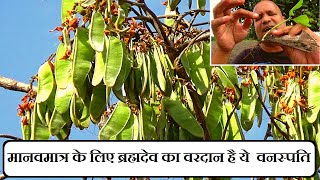 पलाश पहचान और फायदे │Butea Monosperma Identification amp Benefits on Health Channel By Vishal Sathye [upl. by Del]