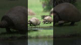 The Glyptodon The Prehistoric Armadillo The Size Of A Car history darkhistory creature [upl. by Anait588]