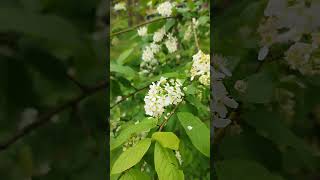 gewöhnliche Traubenkirsche Prunus padus  Gartenexpedition shorts naturgarten [upl. by Enrichetta]