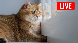 Hosico Live stream  04142021 [upl. by Sotos]