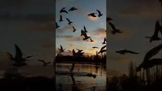 PANCHI NADIYA birds beautiful nature love ytshorts [upl. by Tabina422]