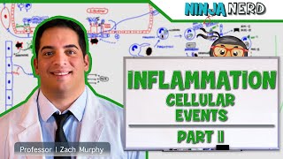 Immunology  Inflammation Cellular Events Part 2 [upl. by Oilla]