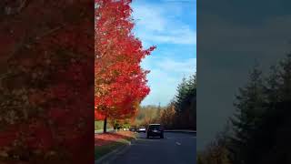 Leavenworth washington snowqualmie fallsubscribe pleasesubscribe viralvideos shorts trending [upl. by Vihs]