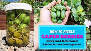 GROW Caper Bush and PICKLE your own caper buds  caper berries [upl. by Nove412]