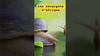 Les escargots d’Afrique  délicieux et fascinants [upl. by Manya]