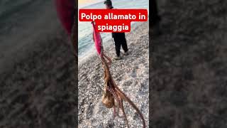 Polpo allamato in spiaggia [upl. by Yelrahs860]