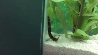 Kuhli Loach Swimming Around [upl. by Yob]