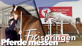 Wie groß sind die Pferde 🤷🏼‍♀️   Freispringen  Weekly Vlog 198 [upl. by Pet]