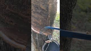 Rubber tree cutting rubbertree shortvideo viralvideo shorts satisfyingvideo rubbercutting ✨ [upl. by Plusch]