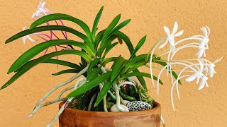 Неофинетия Neofinetia falcata уход за орхидеей [upl. by Ferwerda]