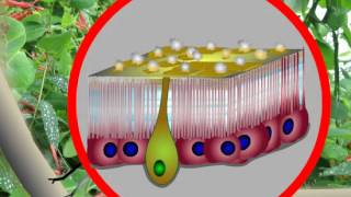 09Insecticidal Dusts  Modes of Action [upl. by Mcclenon]