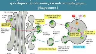 CYTOLOGIE L’APPAREIL DE GOLGI [upl. by Ahseneuq]