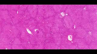 Human liver HampE Staining  PUMS Histology Slides Review Series [upl. by Aviva865]